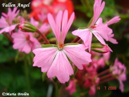 gallery_18075_2727_37038.jpg