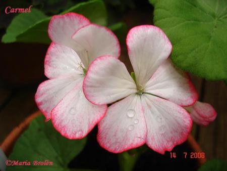 gallery_18075_2727_41291.jpg