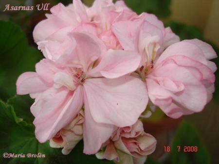 gallery_18075_2727_44475.jpg