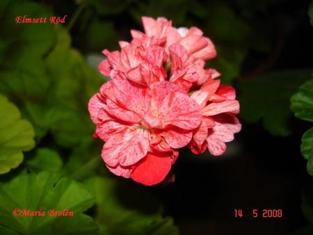 gallery_18075_2727_47201.jpg