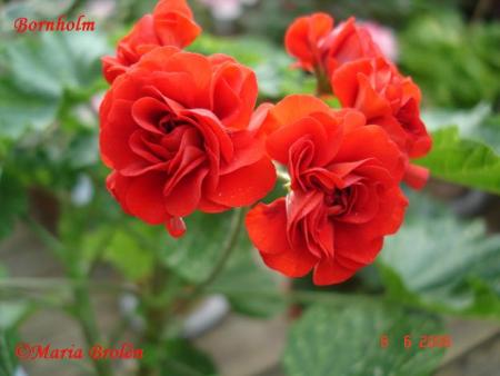 gallery_18075_2727_50148.jpg