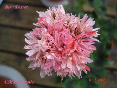 gallery_18075_2727_53755.jpg