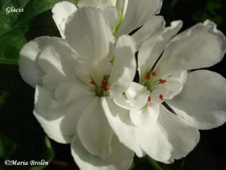 gallery_18075_2727_57131.jpg