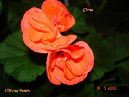 gallery_18075_2727_59807.jpg
