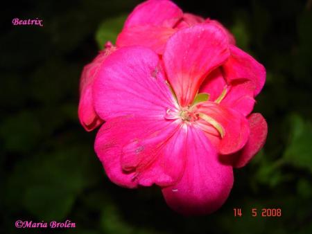 gallery_18075_2727_63163.jpg