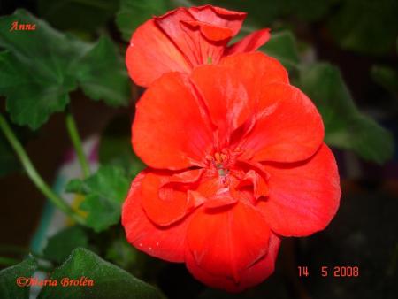 gallery_18075_2727_65614.jpg