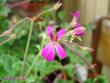 tn_gallery_18075_2727_17835.jpg