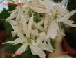 tn_gallery_18075_2727_18646.jpg