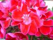 tn_gallery_18075_2727_21429.jpg