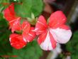 tn_gallery_18075_2727_28813.jpg