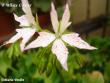tn_gallery_18075_2727_3392.jpg