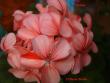 tn_gallery_18075_2727_38982.jpg