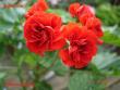 tn_gallery_18075_2727_50148.jpg