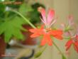 tn_gallery_18075_2727_543.jpg