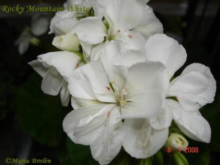 gallery_18075_2727_11313.jpg