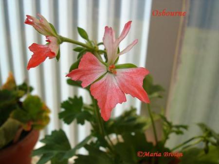 gallery_18075_2727_13129.jpg