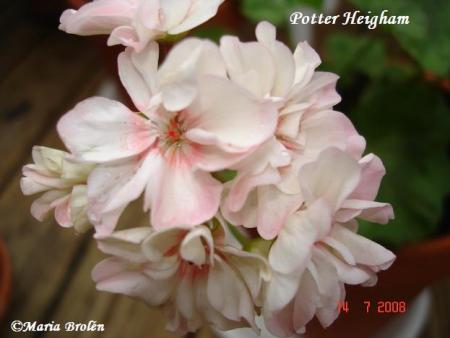 gallery_18075_2727_14450.jpg