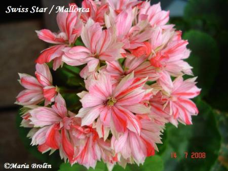 gallery_18075_2727_14926.jpg