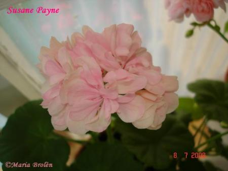 gallery_18075_2727_14966.jpg