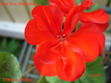 gallery_18075_2727_14976.jpg