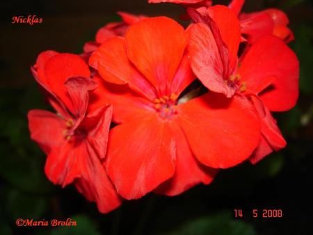 gallery_18075_2727_15537.jpg