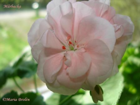 gallery_18075_2727_18133.jpg