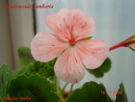 gallery_18075_2727_21359.jpg
