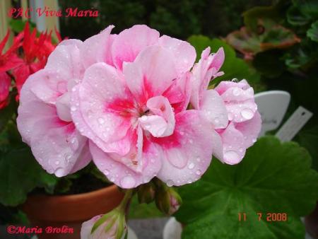 gallery_18075_2727_23485.jpg