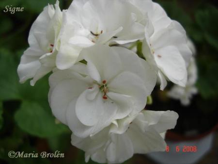 gallery_18075_2727_27675.jpg