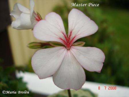 gallery_18075_2727_29194.jpg