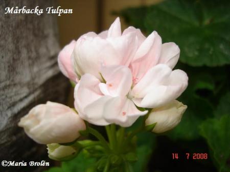 gallery_18075_2727_31239.jpg