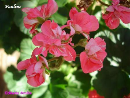 gallery_18075_2727_36411.jpg