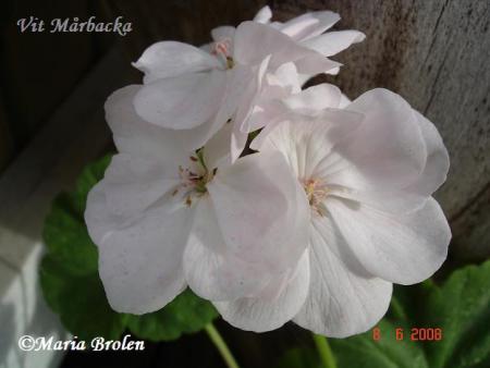 gallery_18075_2727_38026.jpg