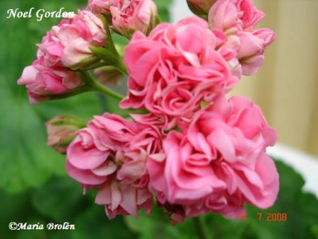 gallery_18075_2727_38144.jpg