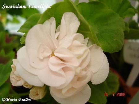 gallery_18075_2727_39045.jpg