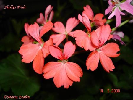gallery_18075_2727_4042.jpg