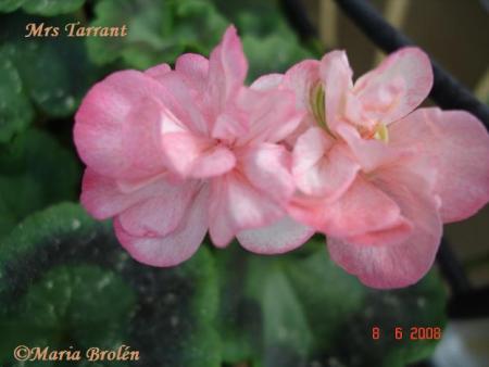 gallery_18075_2727_5167.jpg