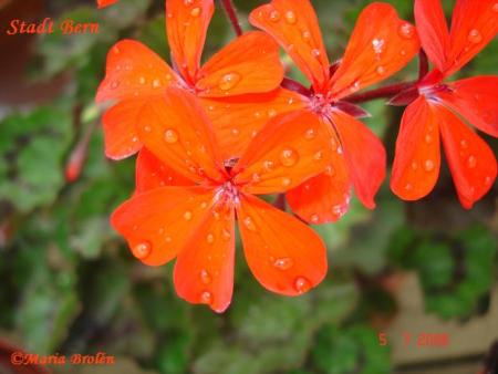 gallery_18075_2727_54533.jpg