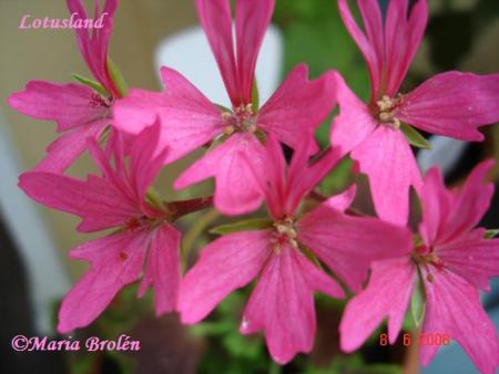 gallery_18075_2727_55445.jpg