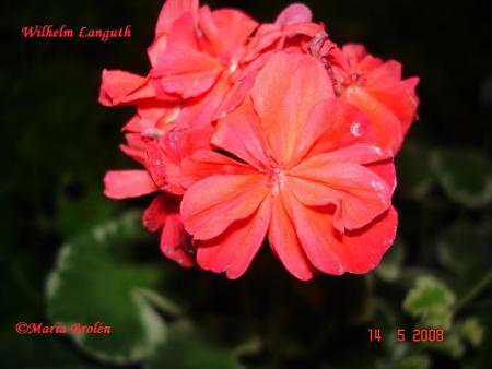 gallery_18075_2727_56404.jpg
