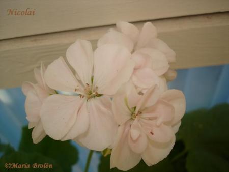 gallery_18075_2727_8519.jpg