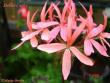 tn_gallery_18075_2727_17599.jpg