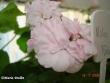 tn_gallery_18075_2727_18728.jpg