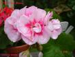 tn_gallery_18075_2727_23485.jpg