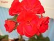 tn_gallery_18075_2727_30346.jpg