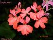 tn_gallery_18075_2727_4042.jpg