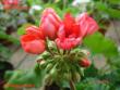 tn_gallery_18075_2727_51448.jpg