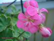 tn_gallery_18075_2727_5660.jpg