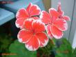 tn_gallery_18075_2727_7172.jpg