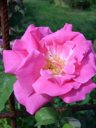 gallery_5307_2392_12413.jpg